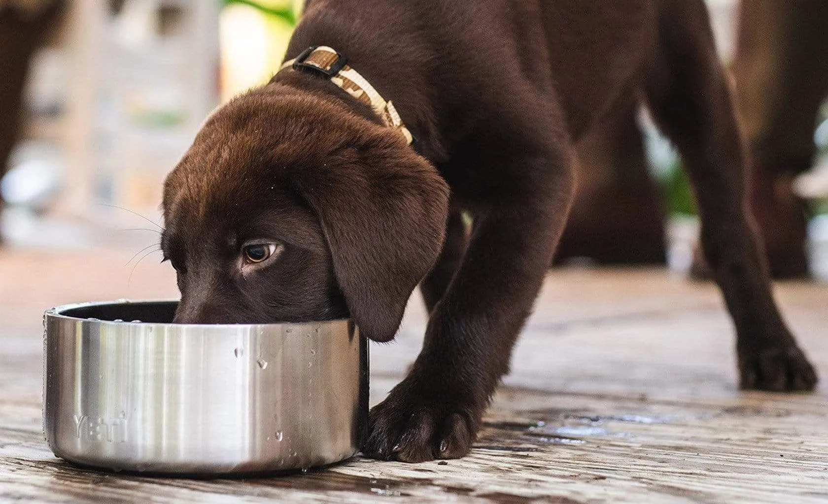 Boomer 4 Dog Bowl Stainless Steel